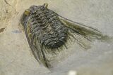 Spiny Leonaspsis Trilobite - Morocco #286569-4